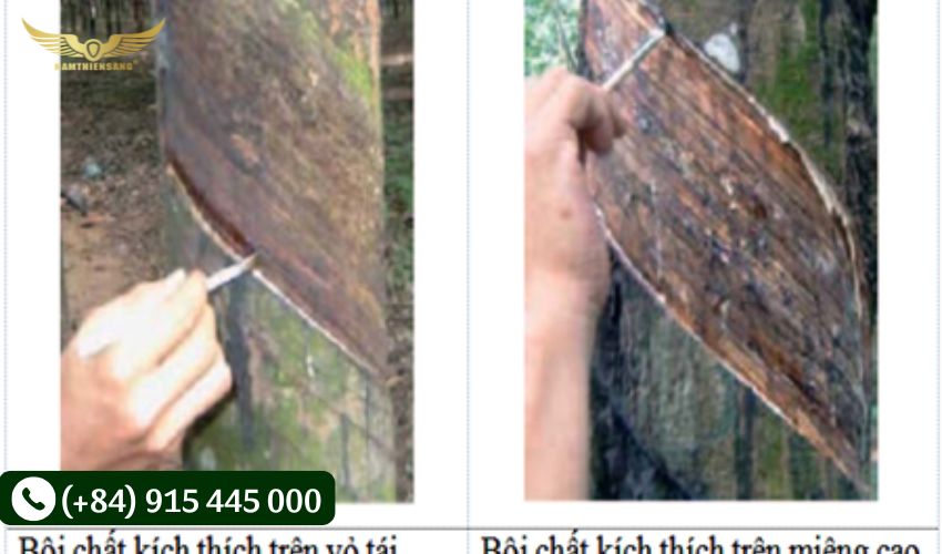 Sử dụng thêm chất kích thích mủ cao su
