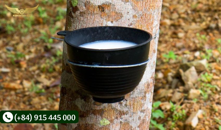 Chén nhauwj đựng mủ cao su