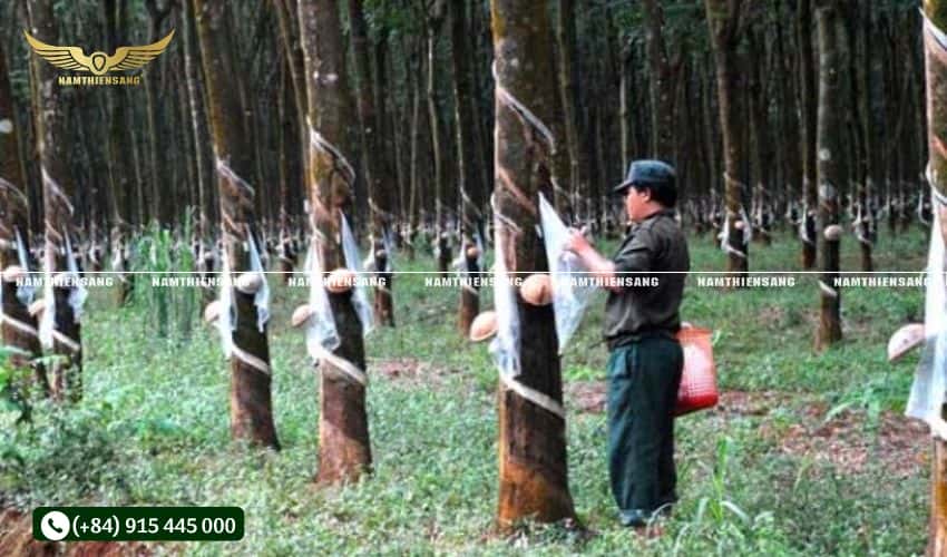 Ảnh hưởng của vật tư cao su lên cây cao su