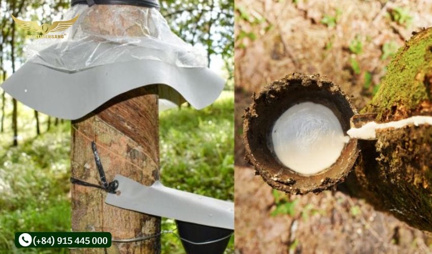 Vệ sinh máng thường xuyên