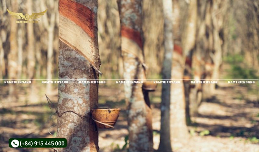 Bảo vệ cây cao su khi lắp đặt máng và chén đúng cách