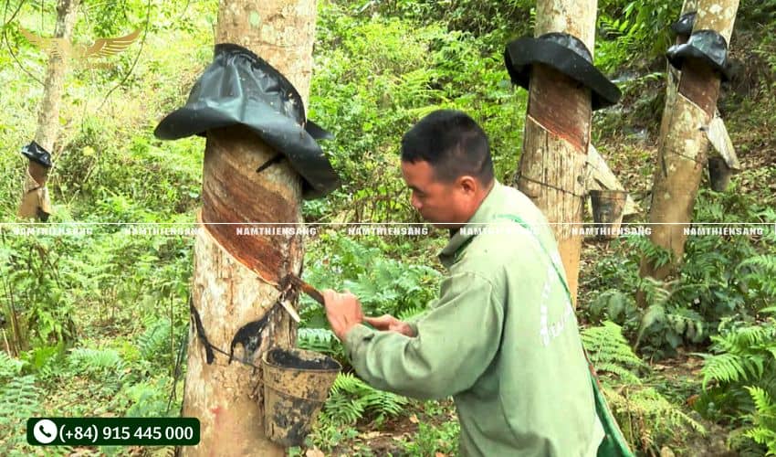 Bảo vệ sức khỏe người cạo mủ cao su