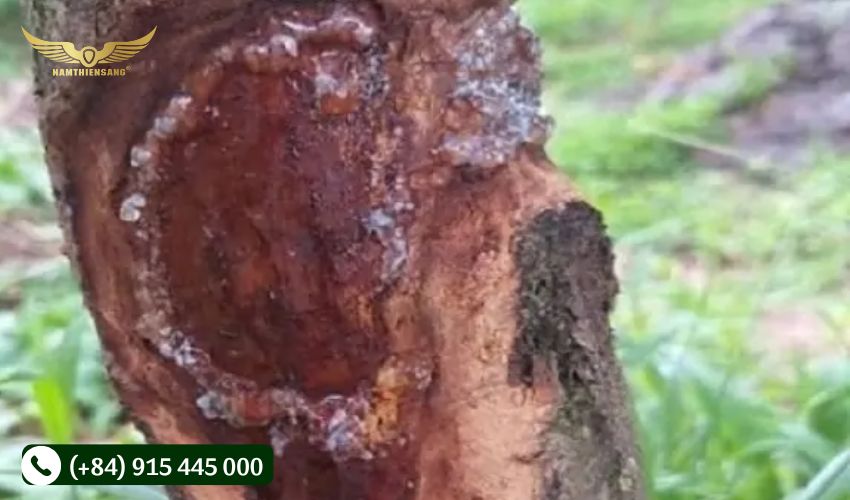 Bệnh nứt vỏ trên cây cao su và biện pháp phòng ngừa