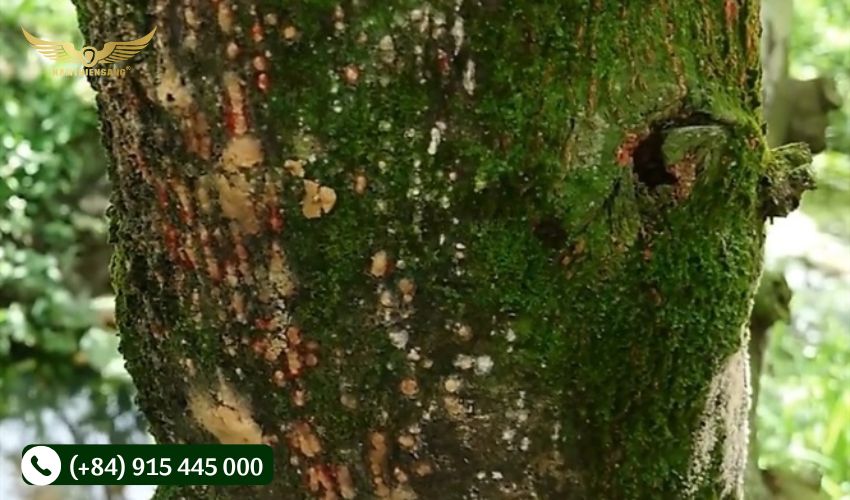 Bệnh xì mủ trên cây cao su là gì và biện pháp phòng ngừa? 