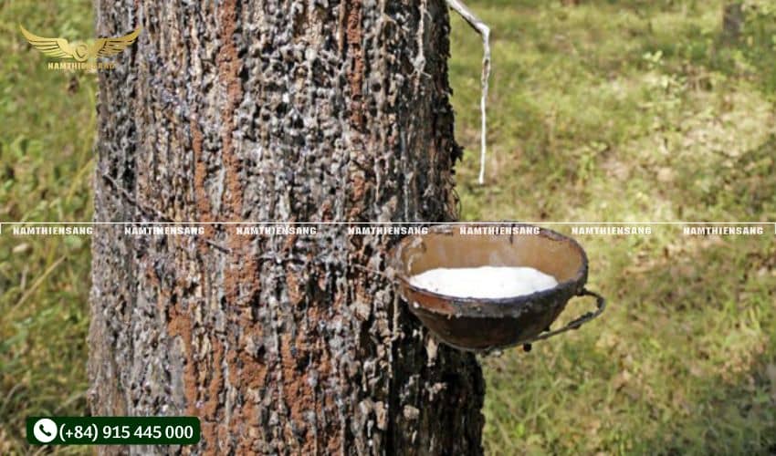 Biện pháp hỗ trợ gia tăng thời gian sử dụng trung bình của chén hứng mủ cao su