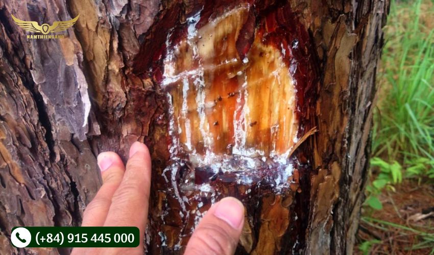 Biện pháp phòng trừ bệnh nứt vỏ trên cây cao su