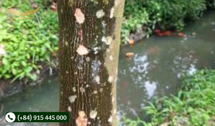 Biện pháp phòng trừ bệnh xì mủ trên cây cao su