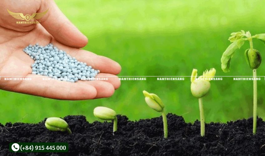 Bón phân hợp lý cho cây cao su