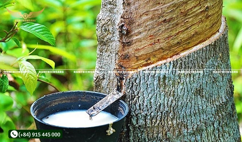 Bước 1: Xác định vị trí gắn chén hứng mủ cao su 