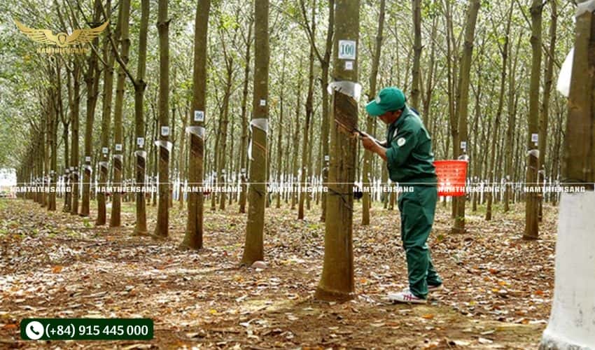 Bước 1: Xác định vị trí gắn chén hứng mủ cao su