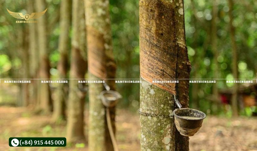 Bước 2: Cố định chén hứng mủ cao su bằng kiềng