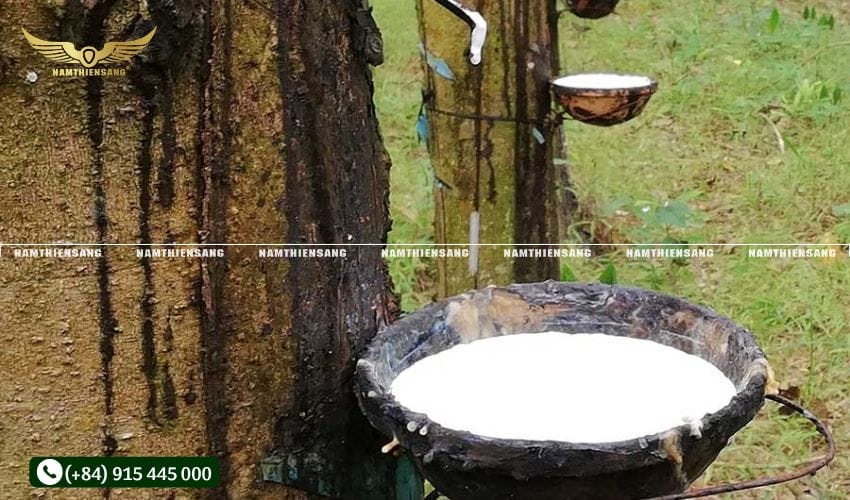 Bước 2: Cố định chén hứng mủ cao su bằng kiềng