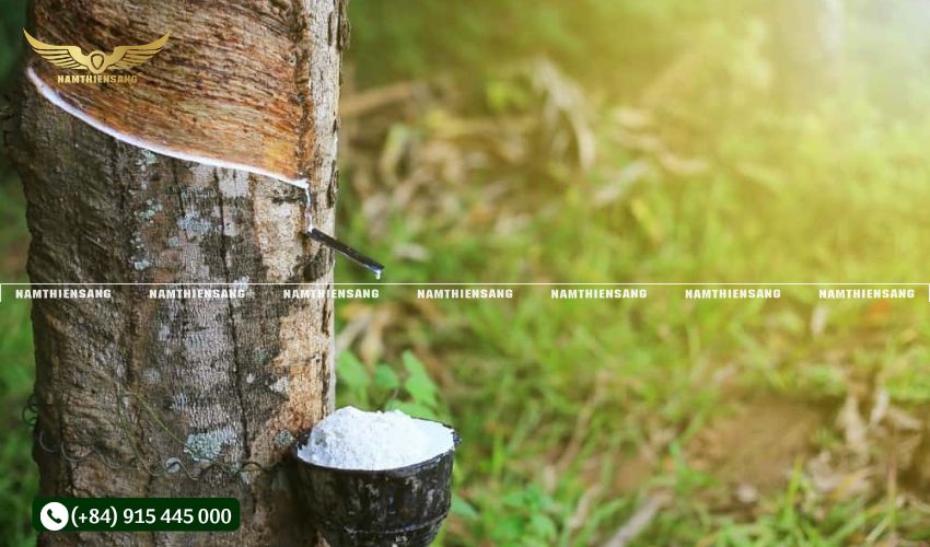 Bước 3: Gắn chén hứng mủ cao su vào vị trí thu mủ
