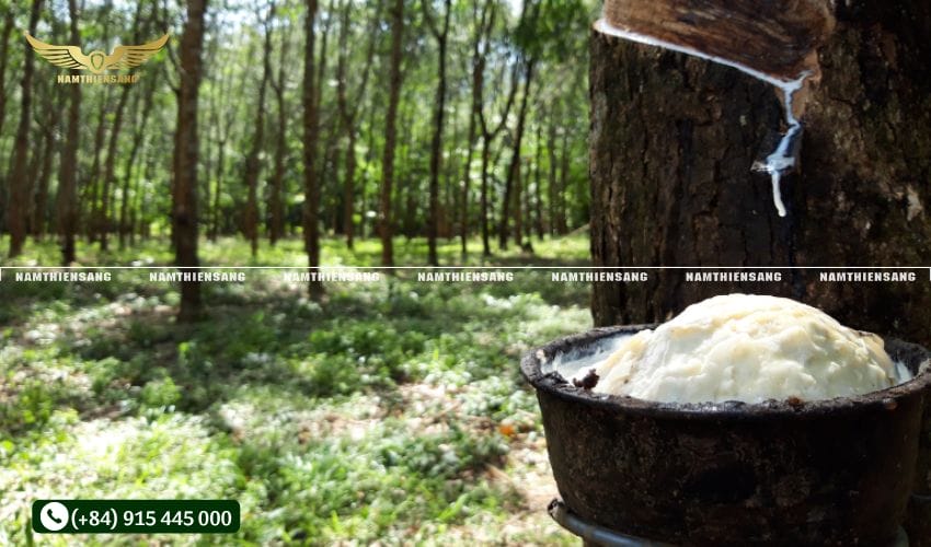 Bước 3: Gắn chén hứng mủ cao su vào vị trí thu mủ