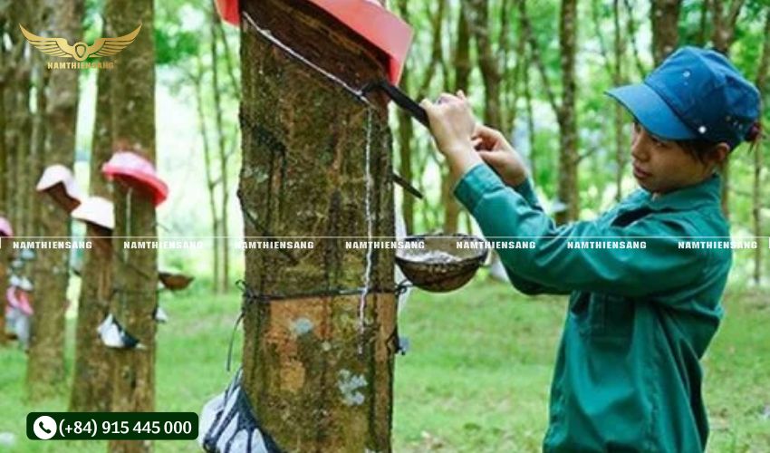 Bước 4: Kiểm tra sau khi gắn chén hứng mủ cao su 