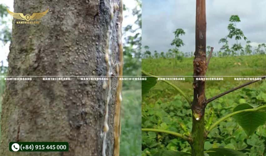 Các bệnh thường gặp ở cây cao su