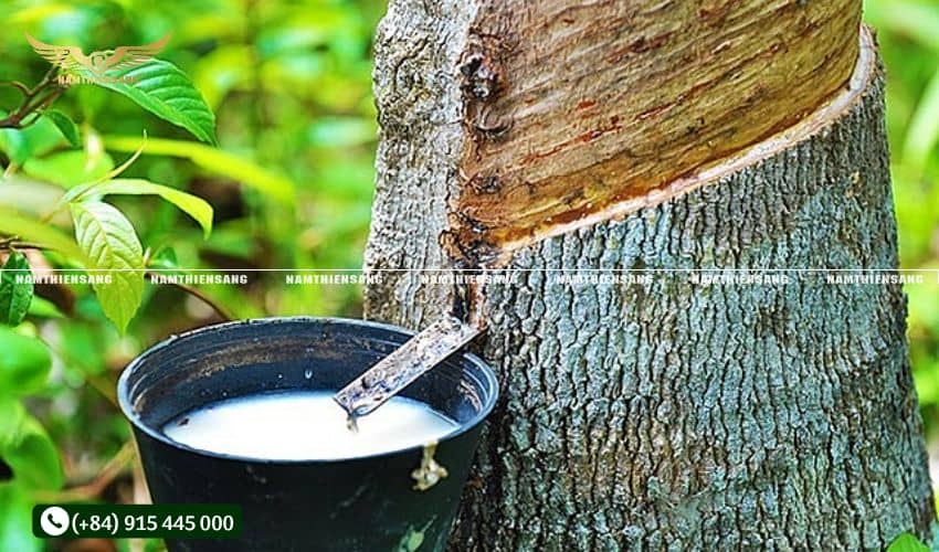 Các loại chén hứng mủ cao su tại Nam Thiên Sáng 