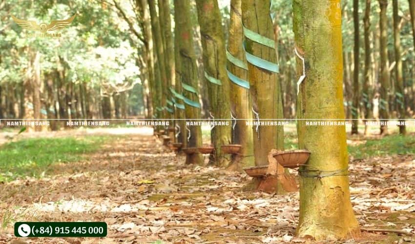 Các vùng trồng cao su lý tưởng tại Việt Nam