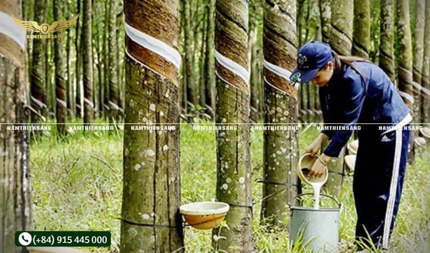 Các yếu tố ảnh hưởng đến thời gian sử dụng trung bình của chén hứng mủ cao su 