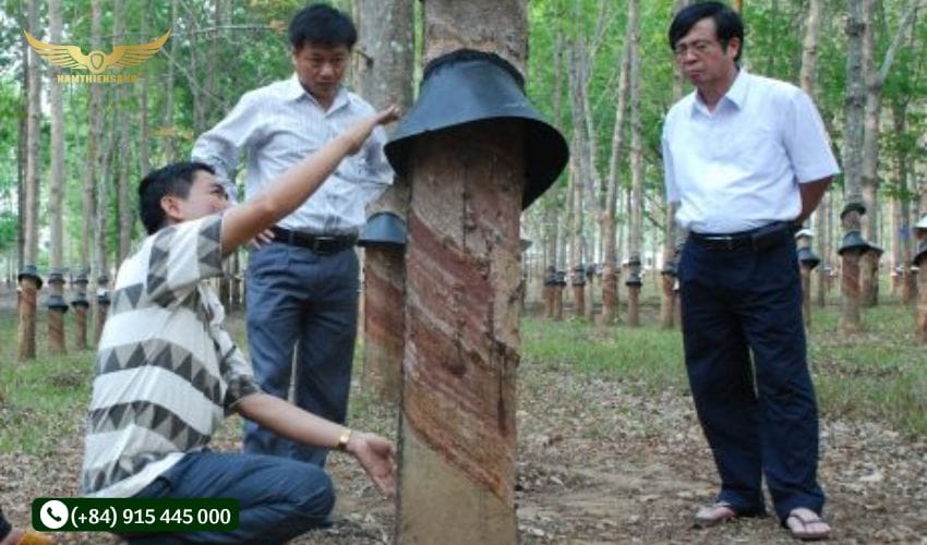 Chống nước mưa vào chén