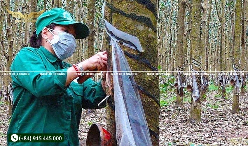 Cách chăm sóc vết cạo để tăng lượng mủ