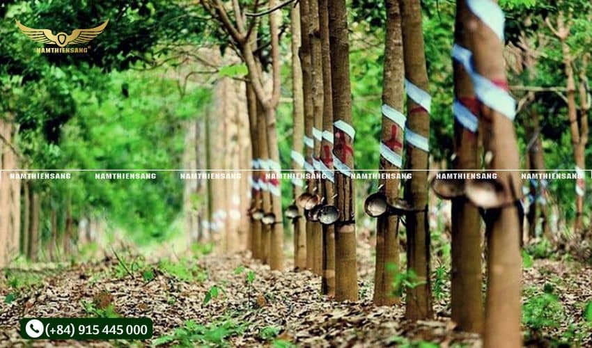 Cách kiểm tra độ ổn định kích thước và hình dạng