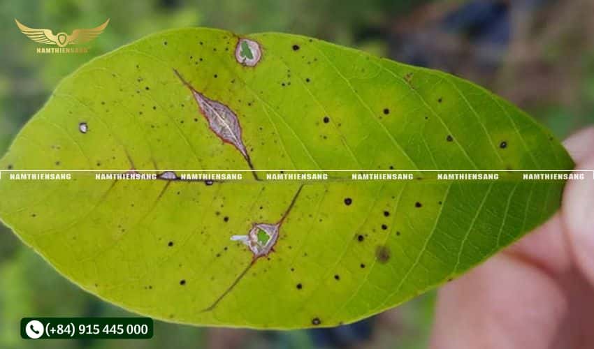 Cách phòng ngừa và xử lý khi cây cao su bị bệnh