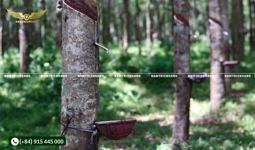 Cách xử lý đất, đào hố và bón lót cho cây cao su