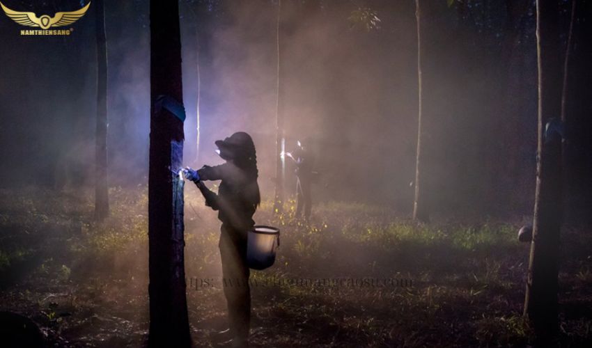 cạo mủ cao su ban đêm 