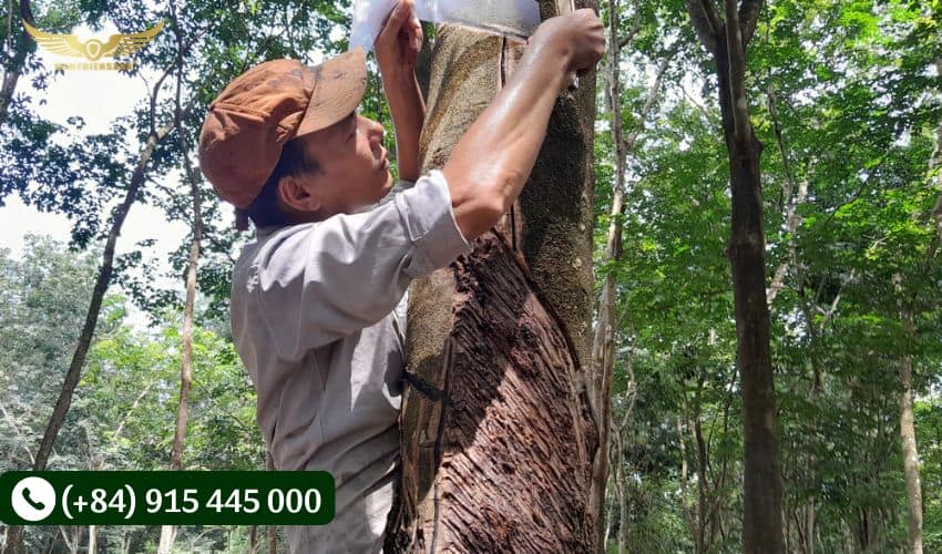 Vệ sinh và thay chén định kỳ