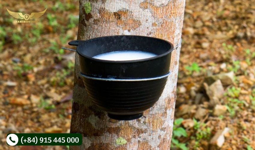 chén nhựa đựng mủ cao su 1.5L tại nam thiên sáng