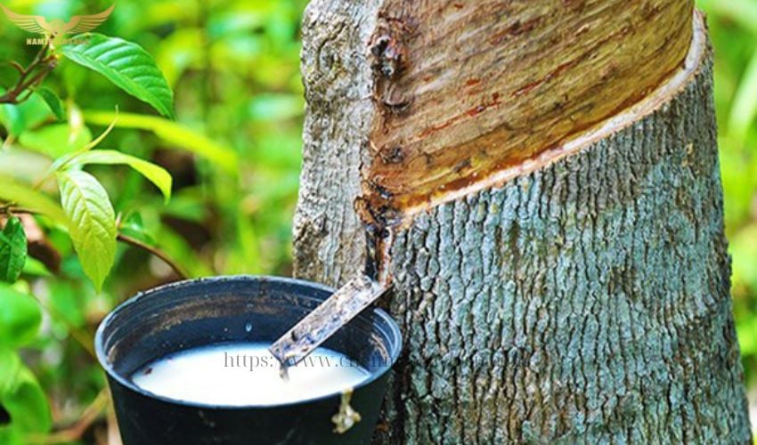 Chén nhựa đựng mủ cao su