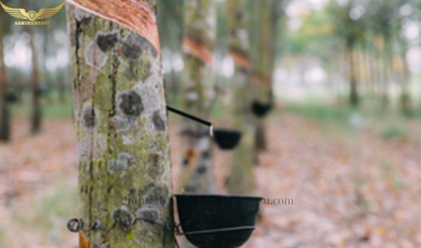 Chén nhựa hứng mủ cao su