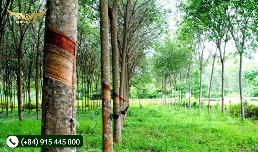 Chỉ tiêu miệng cạo
