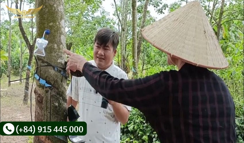 Chiều dài mỗi vết cạo khi khai thác