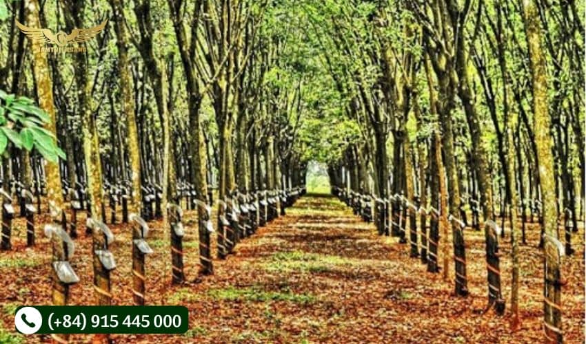 Chu kỳ và tiêu chuẩn để khai thác cây cao su