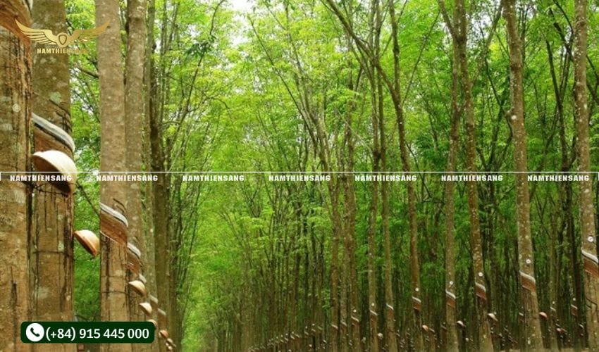 Điều kiện cây cao su đủ tiêu chuẩn cạo mủ