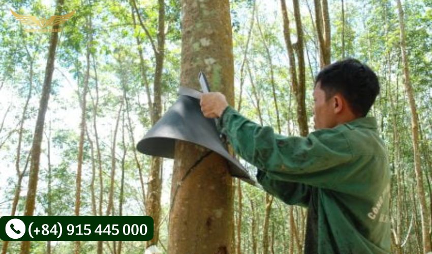 Độ sâu khi khai thác mủ cao su