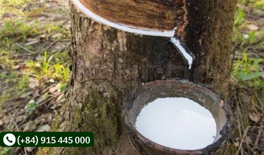 Độ tuổi cây có thể thu hoạch mủ cao su