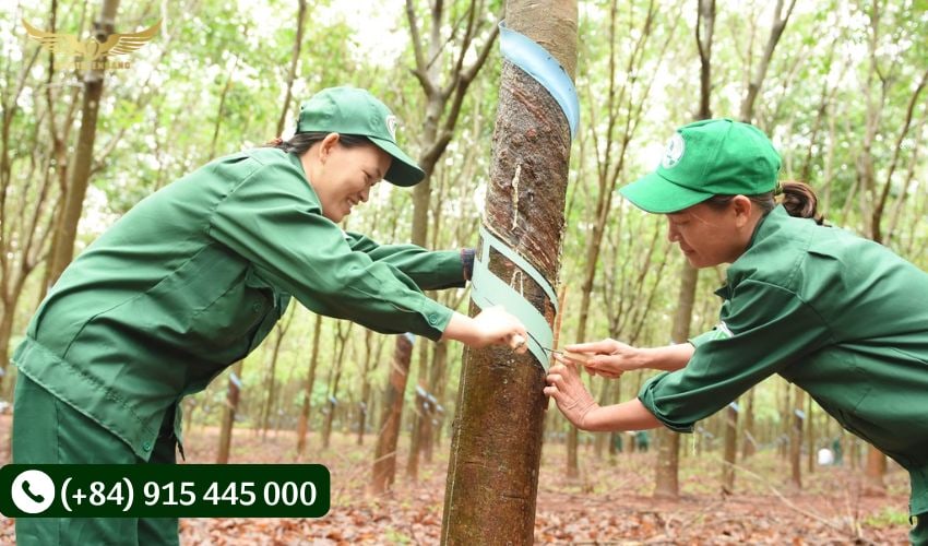 Các dụng cụ hỗ trợ khi thu hoạch mủ cao su