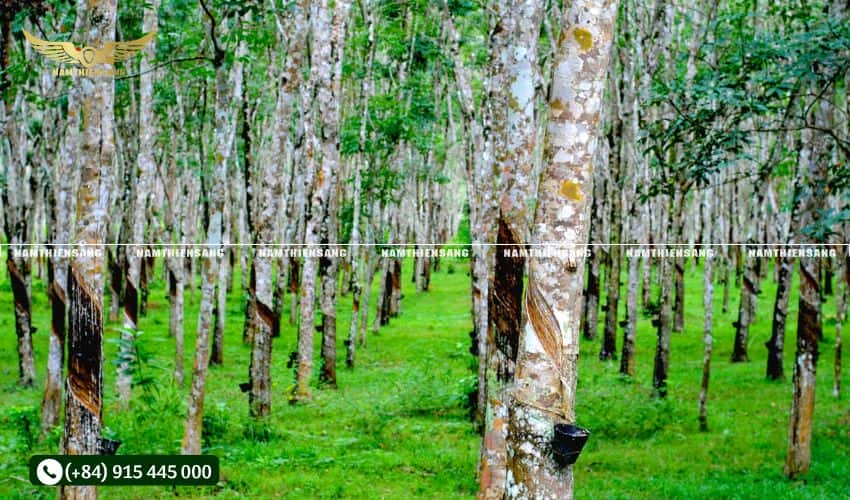 Giai đoạn kiến thiết cơ bản của cây cao su (1–7 năm)