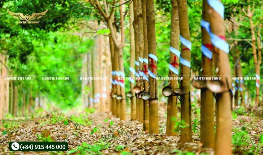 Giới thiệu về chén hứng mủ cao su tại Nam Thiên Sáng 
