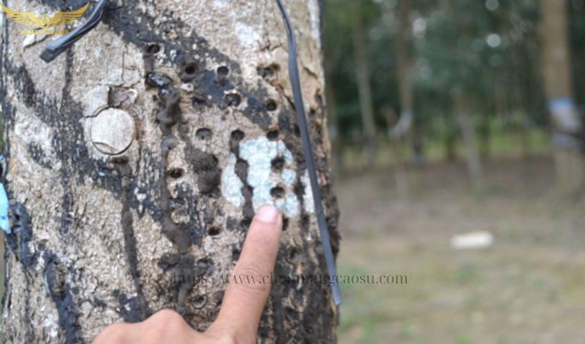 hậu quả của việc lạm dụng chất kích thích