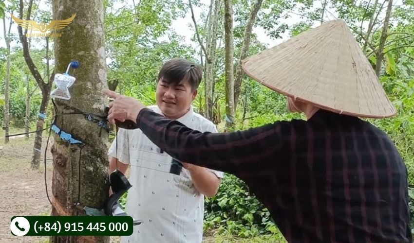 Khai thác mủ cao su bằng khí ethylene