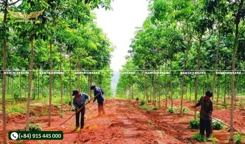 Khoảng cách trồng, hướng hàng phù hợp với cây cao su