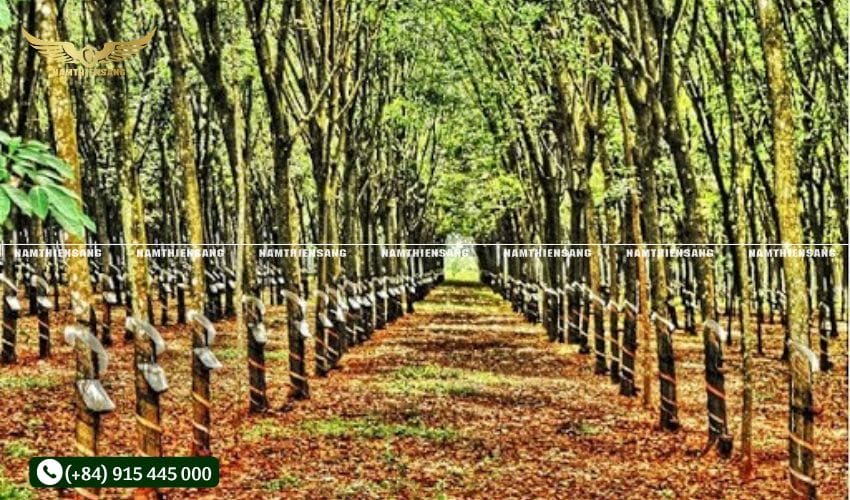 Kiểm tra vườn cao su và thời điểm thích hợp để gắn chén hứng mủ cao su 
