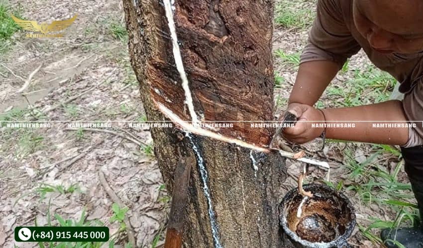 Kỹ thuật cạo mủ cao su