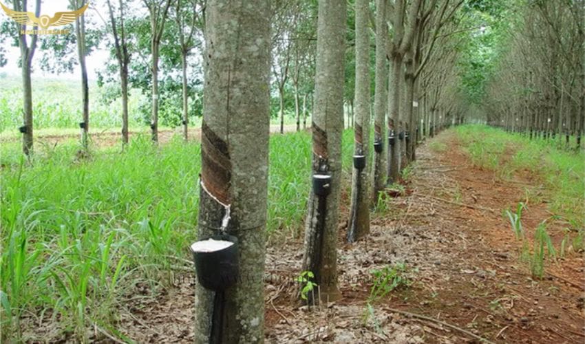 Kỹ thuật khai thác