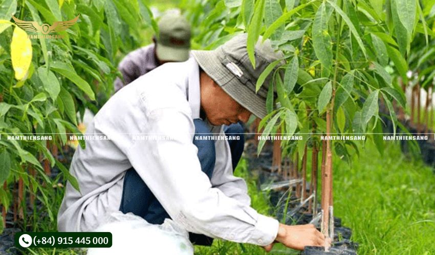 Lắp đặt máng và chén đúng cách giúp đảm bảo chất lượng mủ