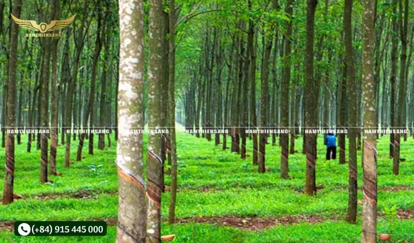 Lắp đặt máng và chén đúng cách giúp tăng sản lượng mủ thu được